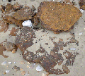 Ironstone 'Doggers' on the beach at Hengistbury Head'