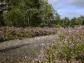  Path across Town Common, Christchurch, bordered by heather 