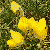  Spray of Gorse Flowers 