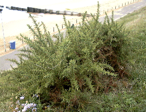  Gorse growing on sea-cliff slope 