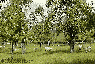  Sheep grazing in the orchards, once a common sight 